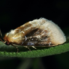 Chrysoecia scira
