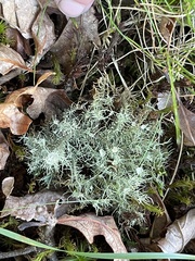 Usnea strigosa