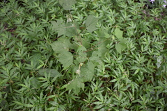 Triumfetta rhomboidea