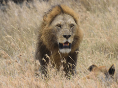 Panthera leo melanochaita