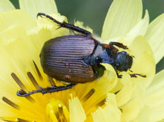 Strigoderma arbicola