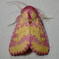 Psectrotarsia suavis