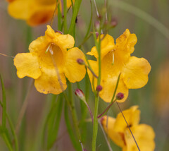 Brachystigma wrightii