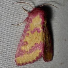 Psectrotarsia suavis