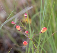 Brachystigma wrightii