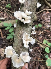 Favolus brasiliensis