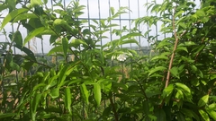 Wrightia religiosa
