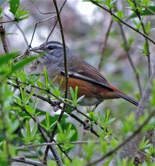 Microspingus cabanisi