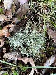 Usnea strigosa