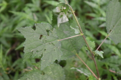 Triumfetta rhomboidea