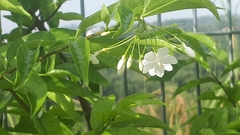 Wrightia religiosa