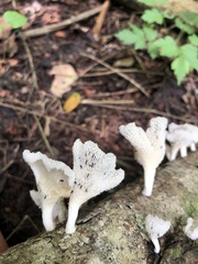 Favolus brasiliensis