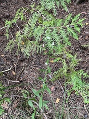Symphyotrichum ontarionis