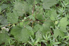 Triumfetta rhomboidea