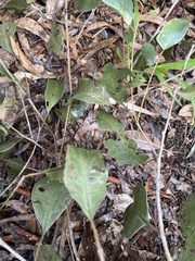 Eucalyptus viminalis