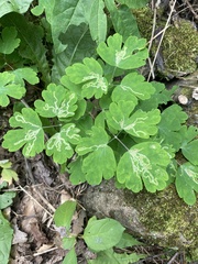 Phytomyza minuscula group