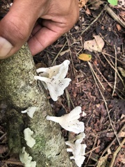 Favolus brasiliensis