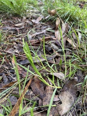 Poa annua