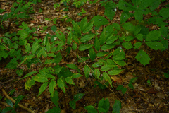 Prosartes lanuginosa