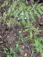 Symphyotrichum ontarionis
