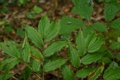 Prosartes lanuginosa