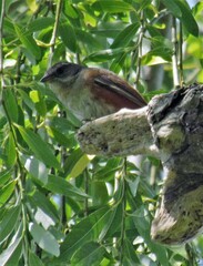 Microspingus cabanisi