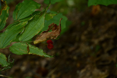 Prosartes lanuginosa