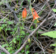 Aquilegia desertorum
