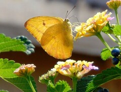 Phoebis agarithe fisheri