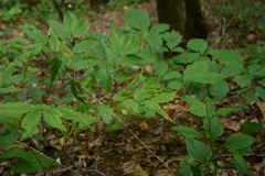 Prosartes lanuginosa