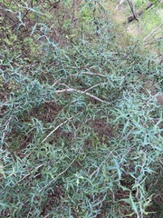 Berberis trifoliolata