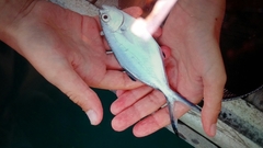 Trachinotus ovatus