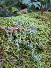 Cladonia squamosa