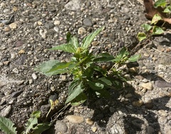Acalypha virginica