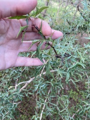 Berberis trifoliolata