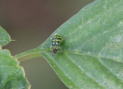 Diabrotica balteata