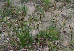 Schoenus grandiflorus