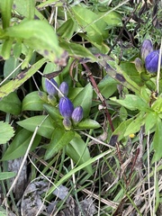 Gentiana andrewsii
