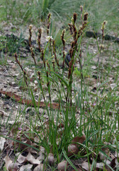 Schoenus grandiflorus