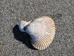 Clinocardium nuttallii