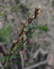 Schoenus grandiflorus