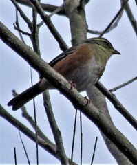 Microspingus cabanisi