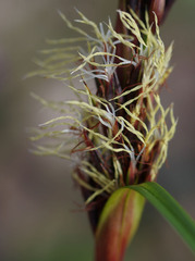 Schoenus grandiflorus