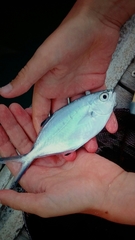 Trachinotus ovatus