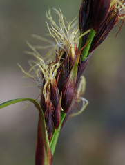 Schoenus grandiflorus