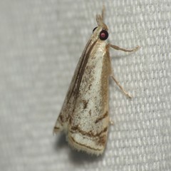 Microcrambus polingi