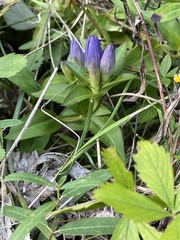 Gentiana andrewsii
