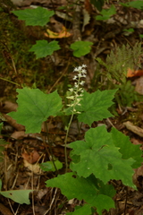 Tiarella