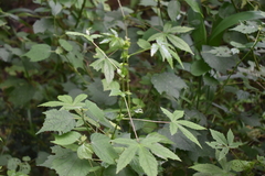 Hibiscus surattensis