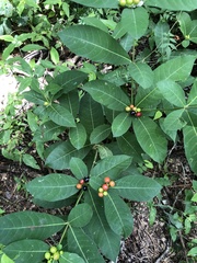 Rauvolfia tetraphylla